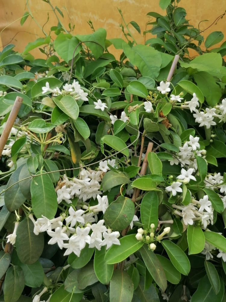 Stephanotis floribunda 150-200 cm na větvi - věncová réva - s bílými květy - stálezelená popínavá rostlina - velmi příjemná vůně