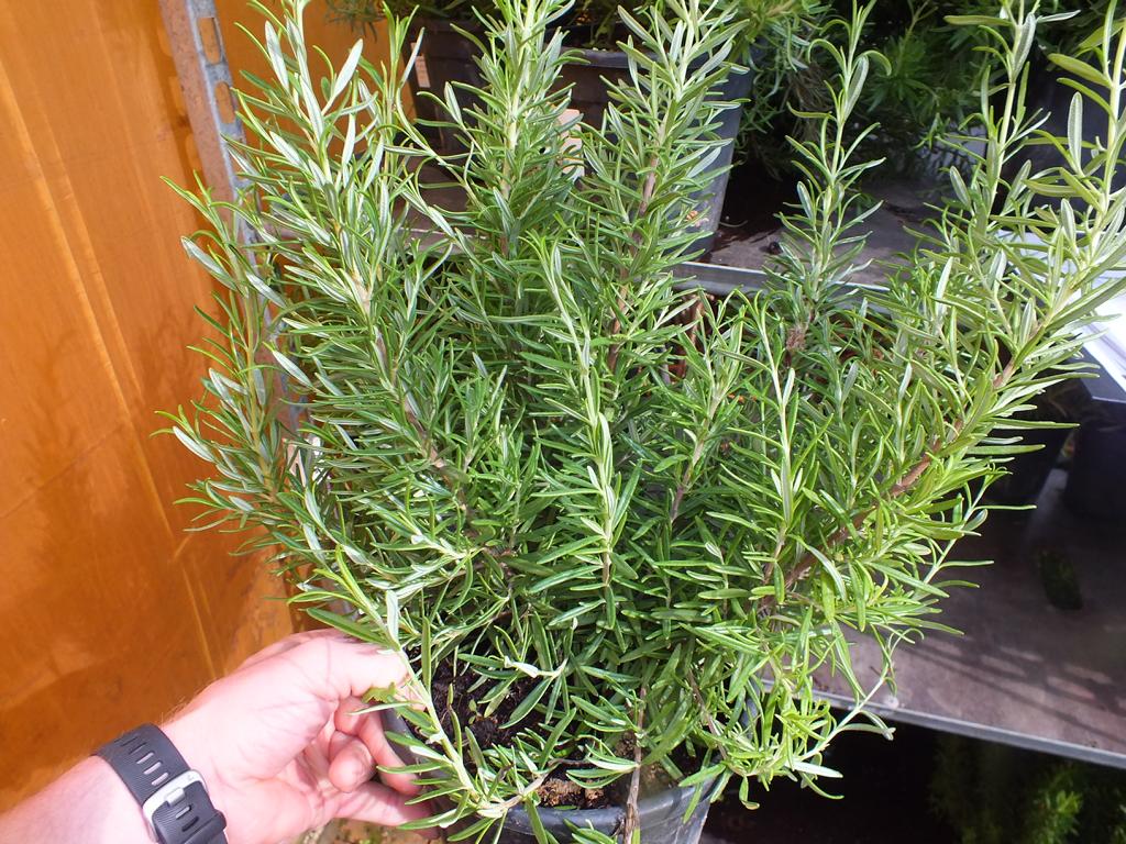 XXL Rosmarin 40-60 cm Salvia rosmarinus - Rosmarinus officinalis - Kräuter - Gewürz