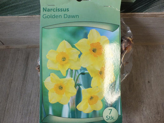 7 Narzissen Golden Dawn Blumenzwiebeln - winterharter Pflanzen für Garten und Balkon -mehrjährig - für Topf und Beet