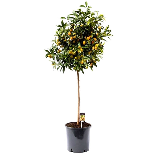 Kumquat mit Frucht 130-160 cm Fortunella margarita Citrus Zitrus Zitruspflanze