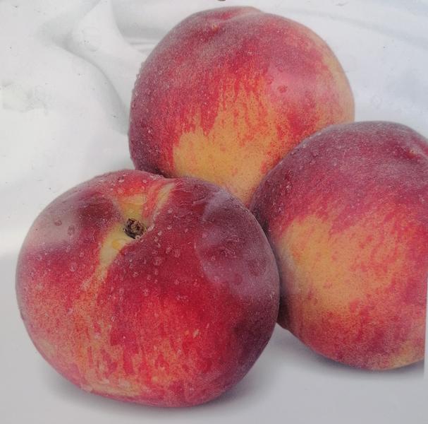 Prunus persica Royal Glory 170-200 cm / Stamm 80-100 cm - Pfirsich - Obstbaum