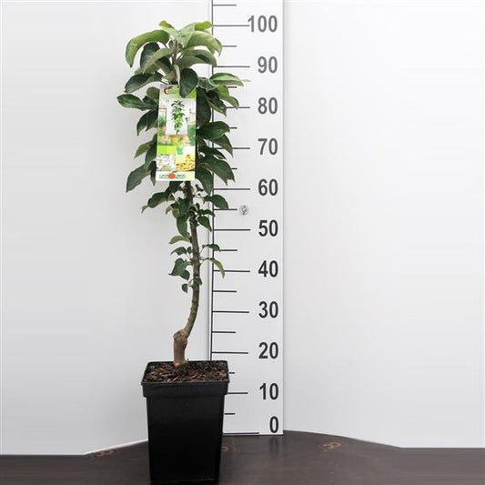 Säulenapfel 'Green Sensation' ca. 120 cm - Malus domestica 'Green Sensation'