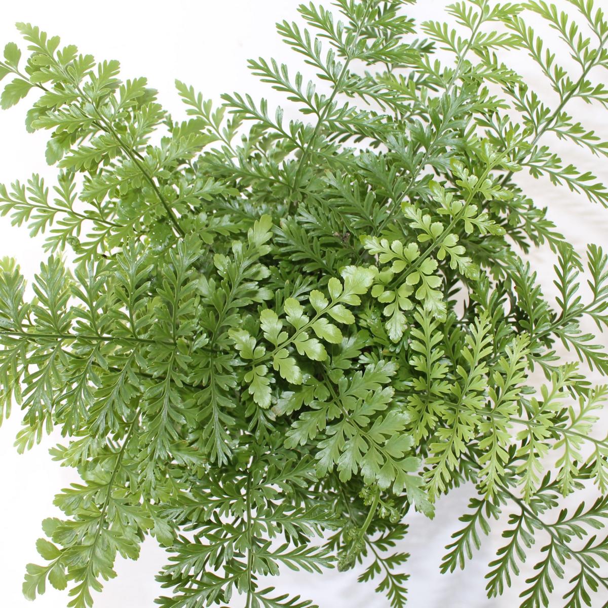 Asplenium 'Parvati' - Nestfarn - Streifenfarn - Grünpflanze