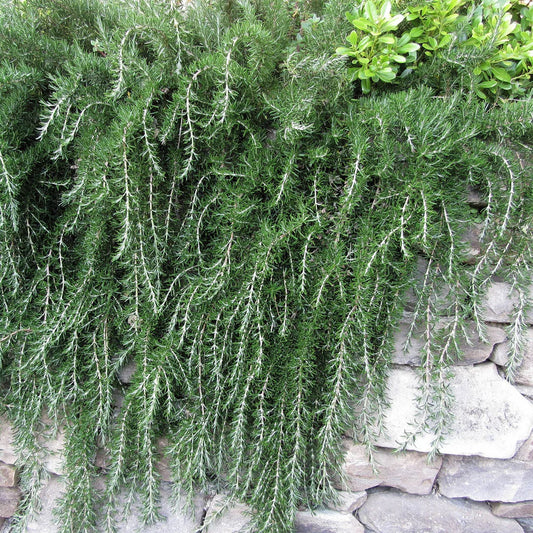 3 Stück Hänge-Rosmarin 15-20 cm Rosmarinus Blue Cascade - Kräuter - Gewürz