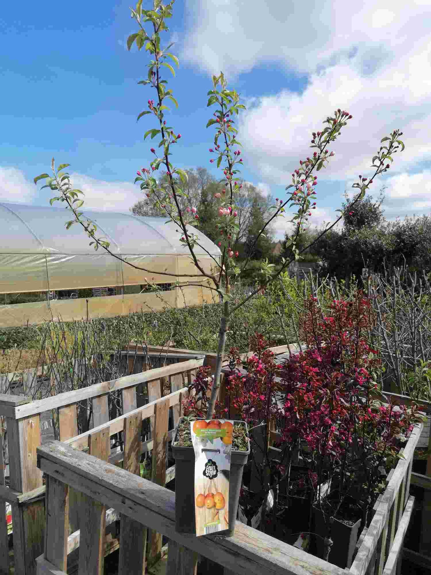 Okrasná jabloň 'Professor Sprenger' - Jabloň - Malus 'Professor Sprenger' - Jabloň