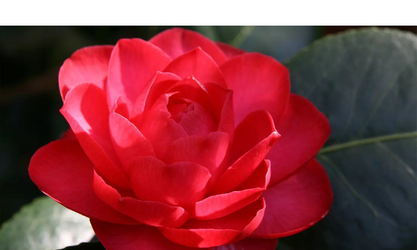 3x Kamelie (Camellia Japonica) in Rot, Rosa und Weiß - Kamellien