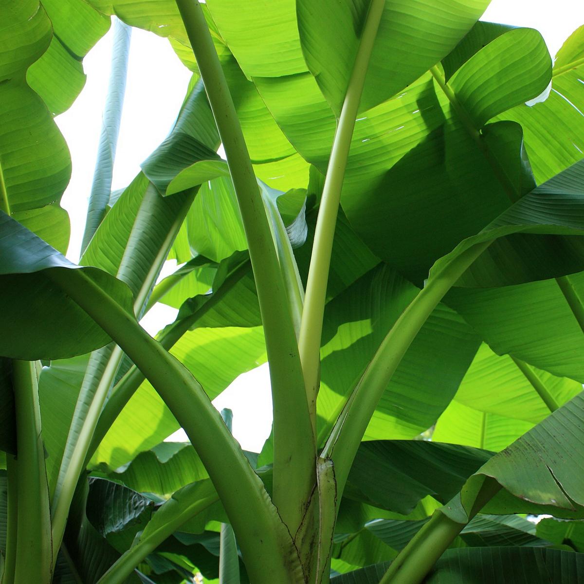 Musa basjoo - winterharte Banane