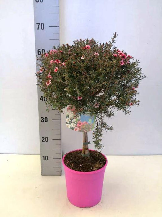 Südseemyrte 80-100 cm Stämmchen Leptospermum scoparium - Manuka