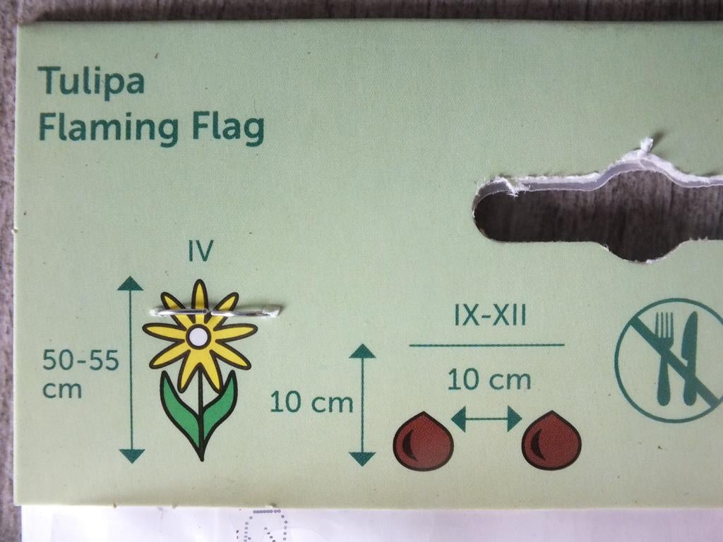 7 x Flaming Flag Tulpenzwiebeln - winterharter Pflanzen für Garten und Balkon -mehrjährig - für Topf und Beet
