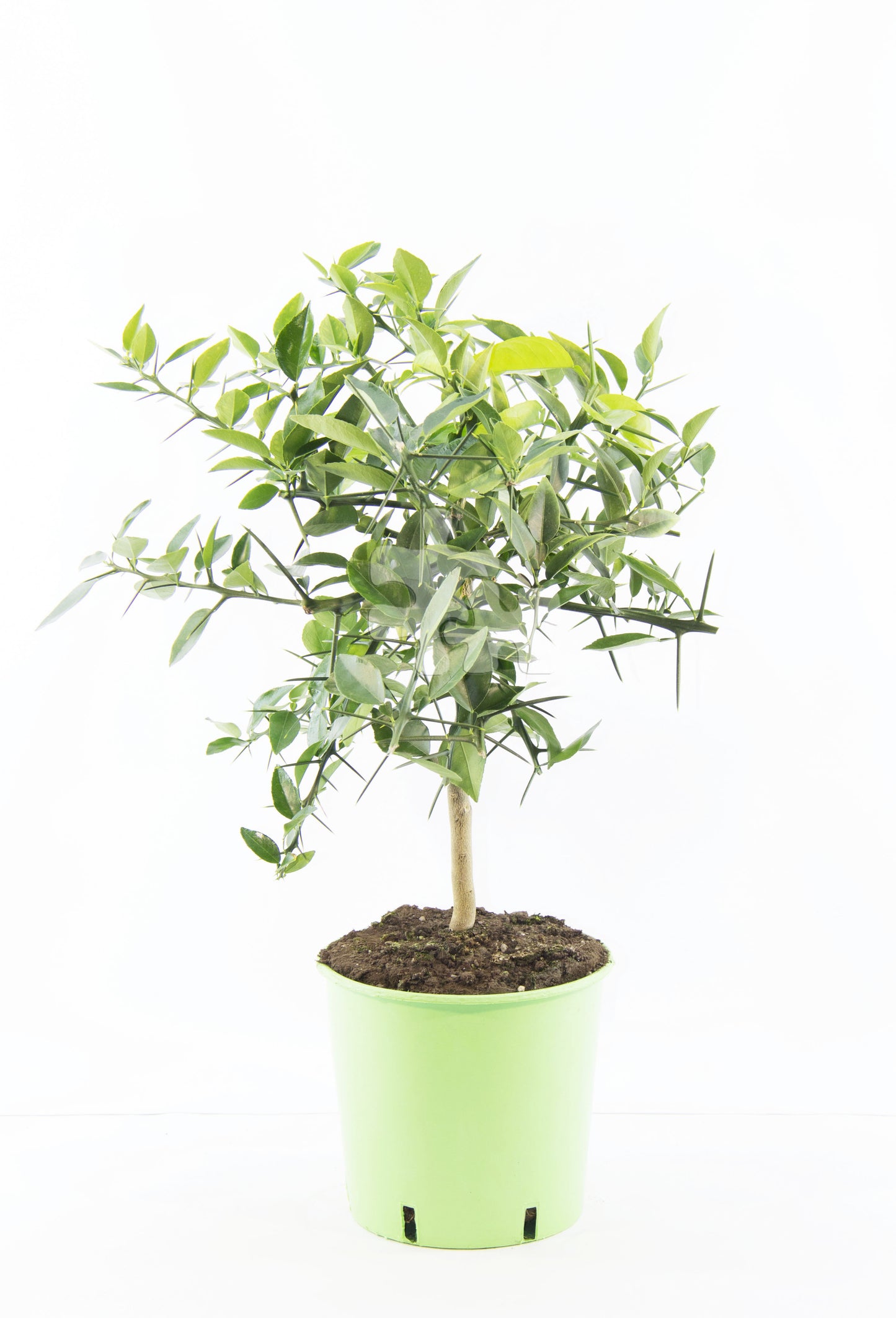 Citrus x junos - Yuzu 50-60 cm - Frostharte Zitrussorte bis -12°C - veredelt