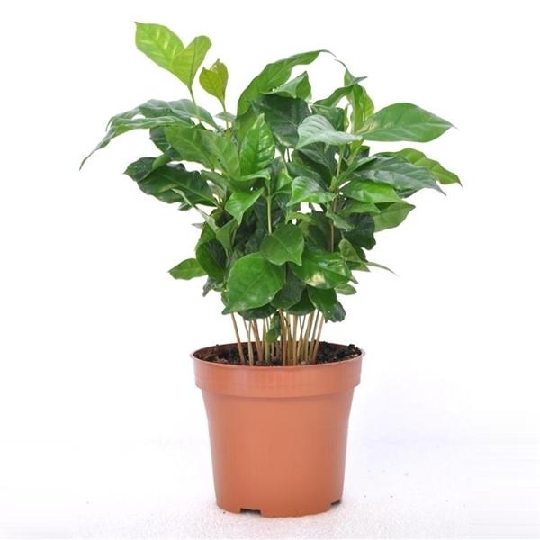 Coffea arabica Kaffee Pflanze Kaffeestrauch Zimmerpflanze