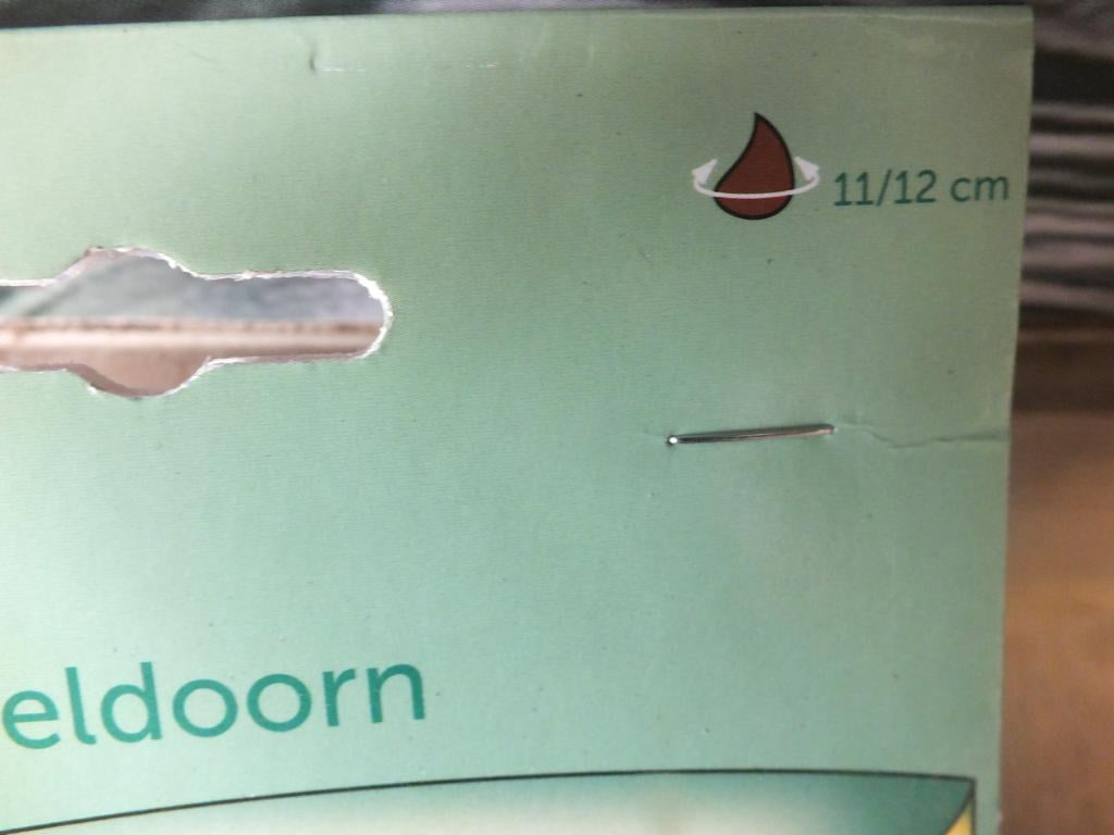 7 x cibule tulipánů Golden Apeldoorn - mrazuvzdorné rostliny do zahrady a na balkon - trvalky - do květináčů a záhonů