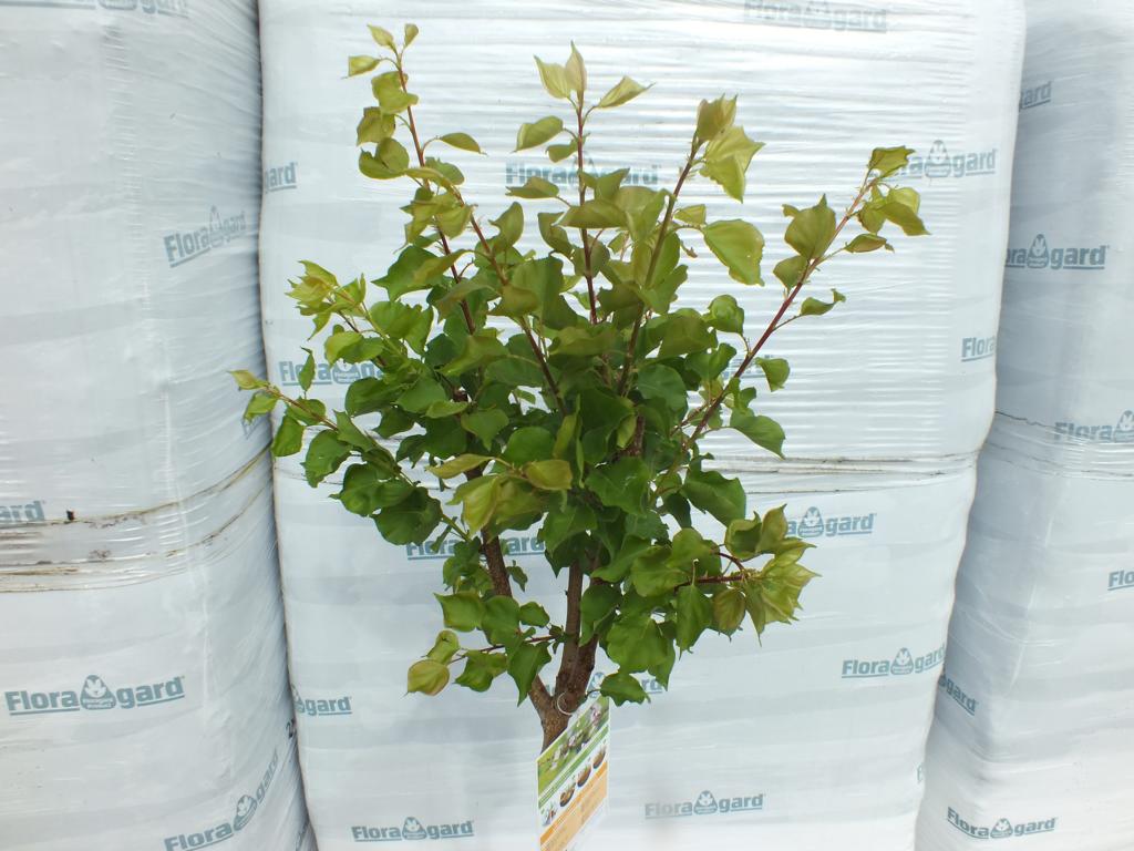 Meruňka 170 -200 cm Prunus armeniaca Currot - Meruňka - Ovoce