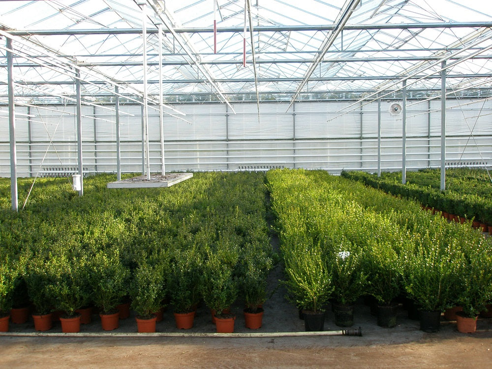 Buchsbaum-Kugel 22 - 25 cm Ø Buxus sempervirens