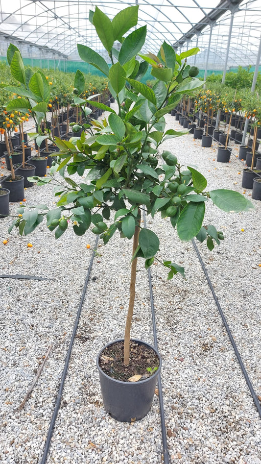 Citroník Meyer -Lisa- 120-140 cm s malými plody, silný kmen Citrus Meyer Lemon