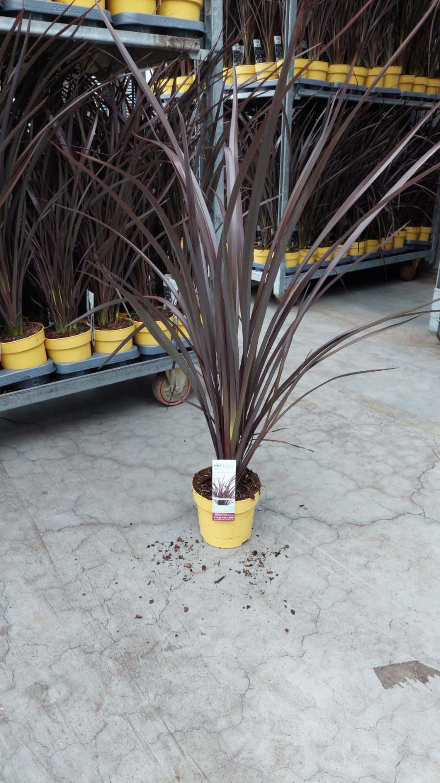 Neuseeländer Flachs 'Rubra Nana' Lila ca. 80 - Winterhart