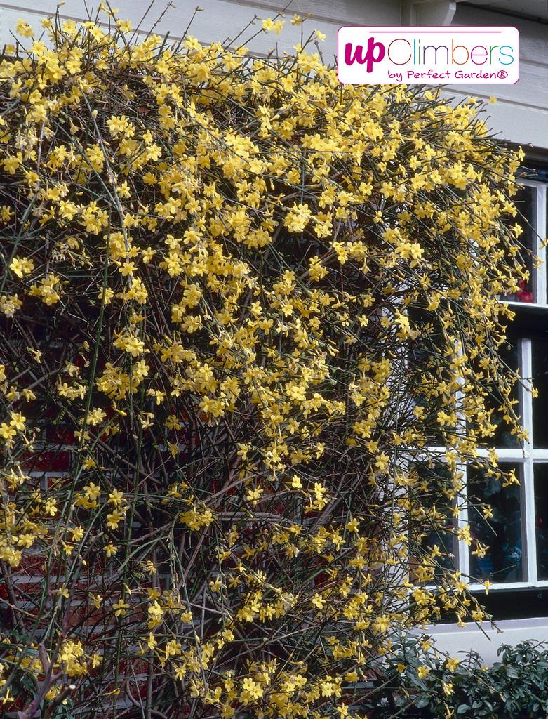 Winterjasmin 70 - 80 cm Jasminum nudiflorum schöner Winterblüher