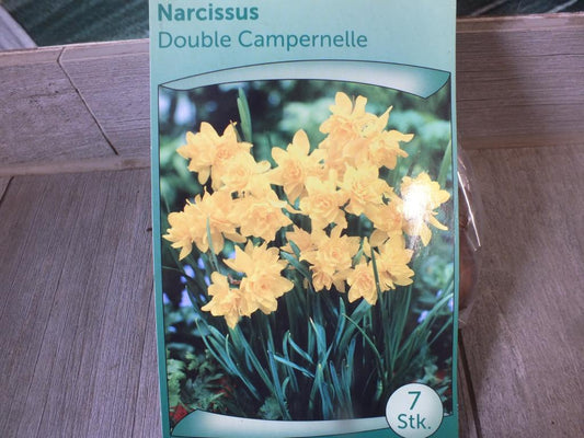 7 Narzissen Double Campernelle Blumenzwiebeln - winterharter Pflanzen für Garten und Balkon -mehrjährig - für Topf und Beet