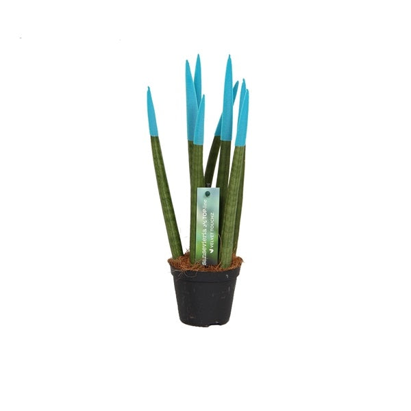 Sansevieria Cylindrica Straight -Spaghetti VELVET TOUCHZ®- 30 cm Bogenhanf Zimmerpflanze