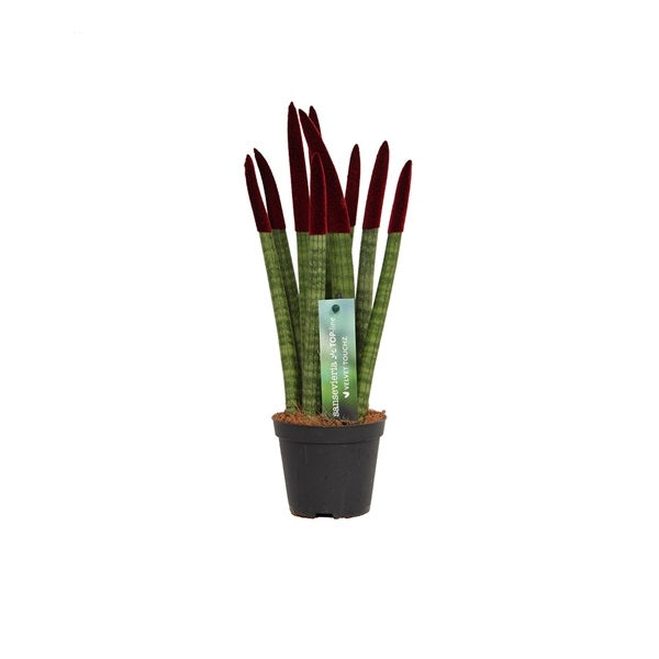 Sansevieria Cylindrica Straight -Spaghetti VELVET TOUCHZ®- 30 cm Bogenhanf Zimmerpflanze