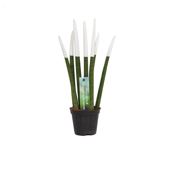 Sansevieria Cylindrica Straight -Spaghetti VELVET TOUCHZ®- 30 cm Bogenhanf Zimmerpflanze