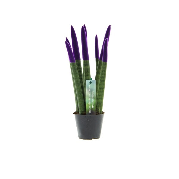 Sansevieria Cylindrica Straight -Spaghetti VELVET TOUCHZ®- 30 cm Bogenhanf Zimmerpflanze