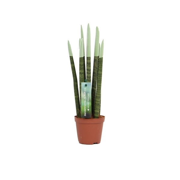 Sansevieria Cylindrica Straight -Spaghetti VELVET TOUCHZ®- 30 cm Bogenhanf Zimmerpflanze