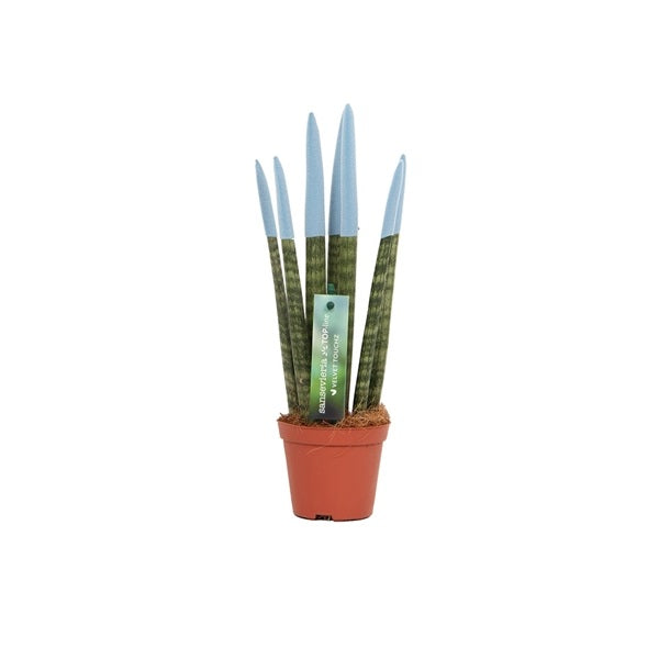 Sansevieria Cylindrica Straight -Spaghetti VELVET TOUCHZ®- 30 cm Bogenhanf Zimmerpflanze