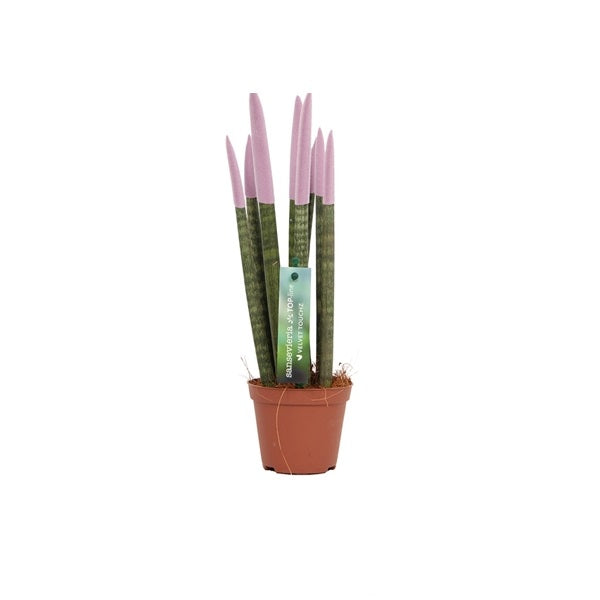 Sansevieria Cylindrica Straight -Spaghetti VELVET TOUCHZ®- 30 cm Bogenhanf Zimmerpflanze