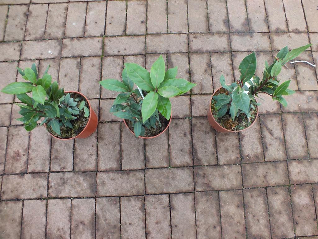 3 kusy pravého vavřínu - Laurus nobilis 40-60 cm