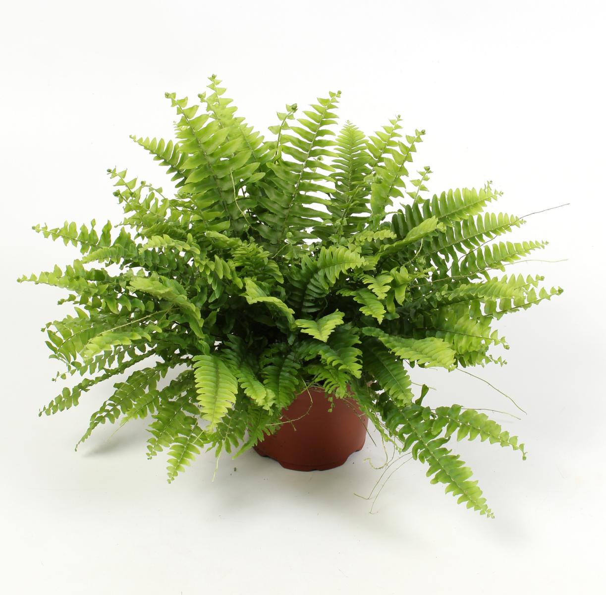 Kapradiny Nephrolepis Green Moment různé velikosti