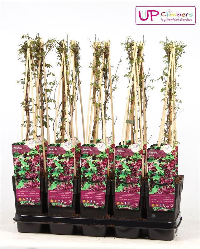 Klettergurke - Akebia quinata - Fingerblättrige Akebie