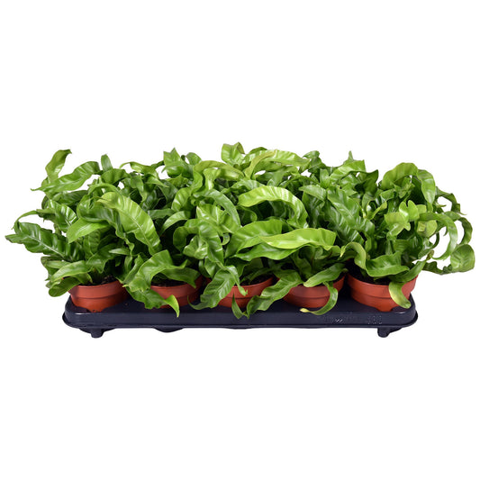 Asplenium antiquum Hurricane květináč 12 cm Ø Kapradina Bird's Nest - pokojová rostlina čistící vzduch - zelená rostlina