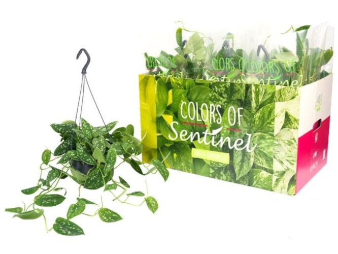 Scindapsus Pictus Argyraeus Závěsná rostlina 40-44 cm dlouhá réva Skvrnitá Pothos Popínavá rostlina Snadná péče Závěsná rostlina Pokojová rostlina