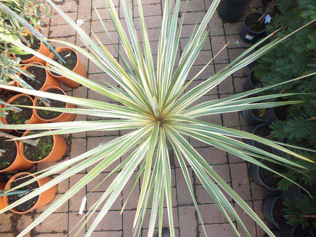 Keulenlilie Dazzler 80-100 cm - Cordyline Torbay Dazzler - winterhart bis -10°C - variegata