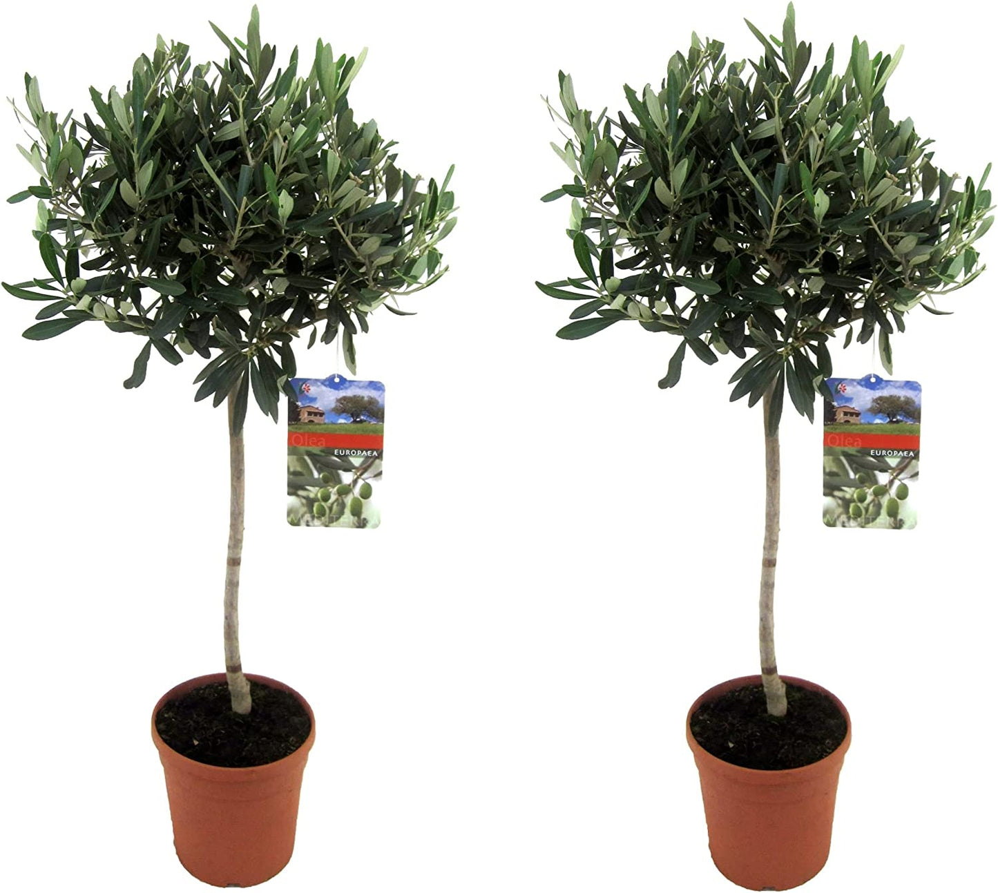 Nabízím 2 olivovníky cca. 70-90 cm speciální položka - topiary kmenů Olea European