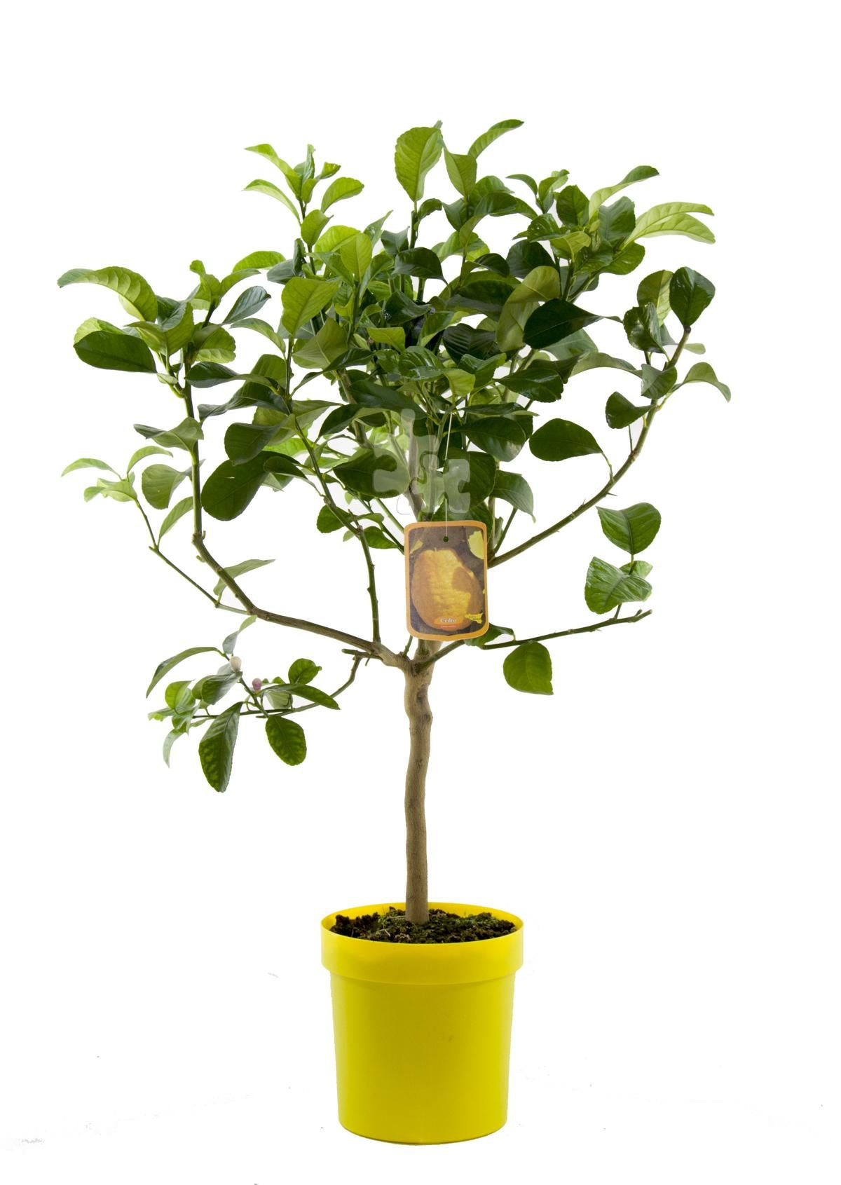 Citrus medica - Citronella, stonek 80 cm