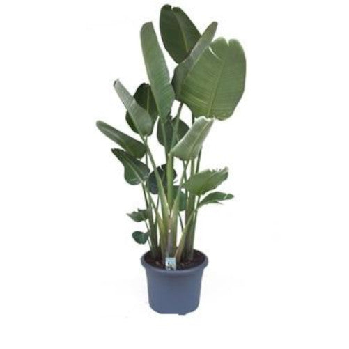 Strelitzia nicolai - Strelitzia - Rajský pták