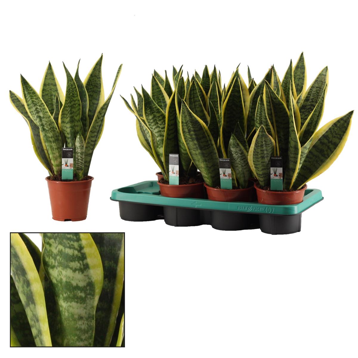 Sansevieria trifasciata Futura Superba bunter Bogenhanf