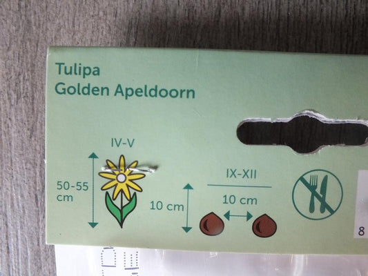 7 x cibule tulipánů Golden Apeldoorn - mrazuvzdorné rostliny do zahrady a na balkon - trvalky - do květináčů a záhonů
