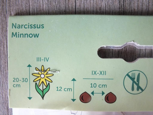7 cibulí narcisu říčního - mrazuvzdorné rostliny do zahrady a na balkon - trvalky - do květináčů a záhonů