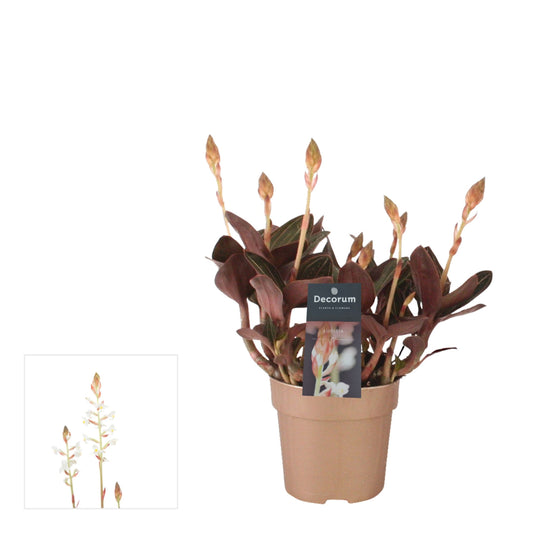 Orchidej drahokam 20 cm Ludisia discolor zemní orchidej