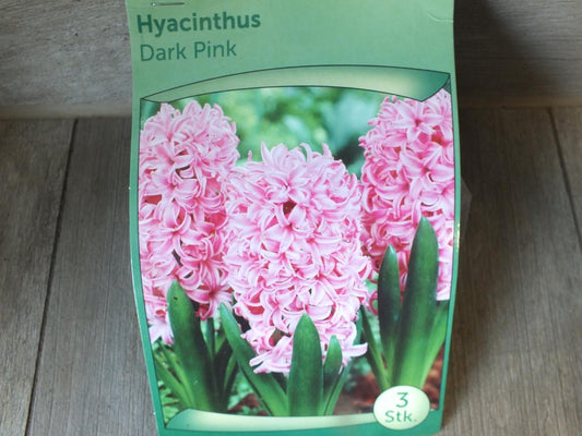3 Hyacinthus - Hyazinthen Dark Pink Blumenzwiebeln - winterharter Pflanzen für Garten und Balkon -mehrjährig - für Topf und Beet