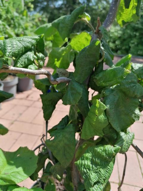 Korkenzieherhaselnuss 'Contorta' - Corylus avellana Contorta