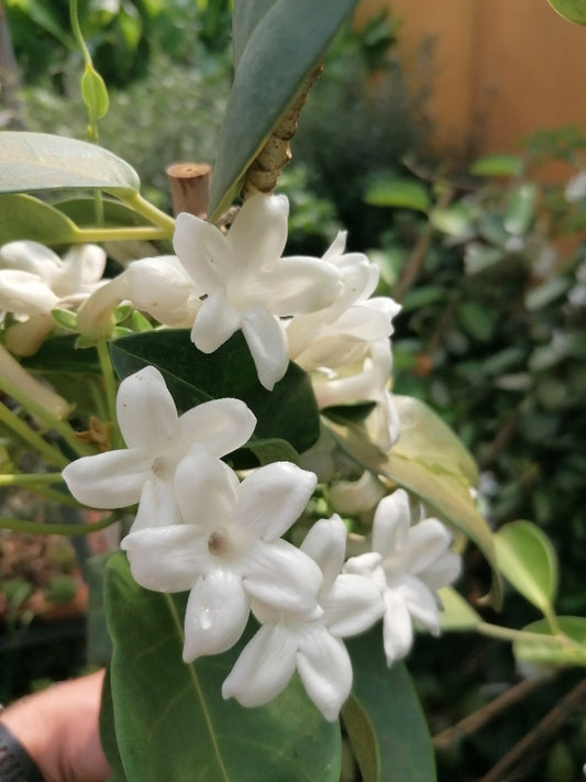 Stephanotis floribunda 150-200 cm na větvi - věncová réva - s bílými květy - stálezelená popínavá rostlina - velmi příjemná vůně
