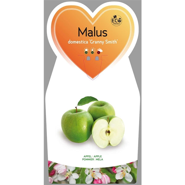 Malus domestica 'Granny Smith' - zimní jabloň 'Granny Smith' - jabloň