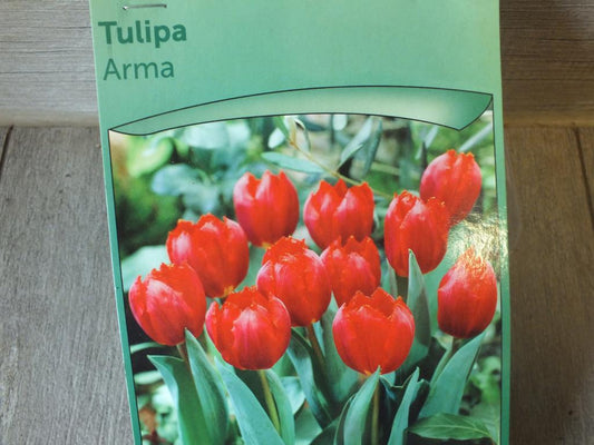 7 x Arma Tulpenzwiebeln - winterharter Pflanzen für Garten und Balkon -mehrjährig - für Topf und Beet