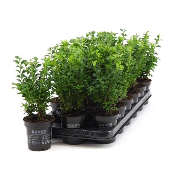 Buchsbaum 25 cm Strauch Buxus sempervirens
