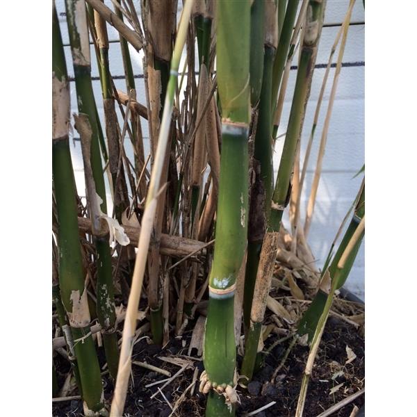 Pseudosasa Japonica Tsutsumiana - Bambus ze zelené cibule