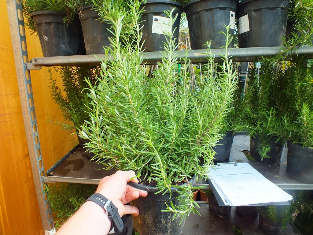 XXL Rosmarin 40-60 cm Salvia rosmarinus - Rosmarinus officinalis - Kräuter - Gewürz